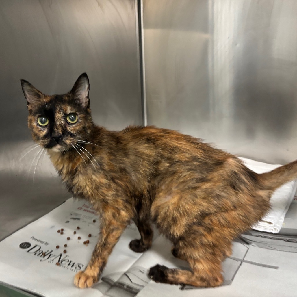 Shelter Stray Female Cat last seen , Memphis, TN 38133