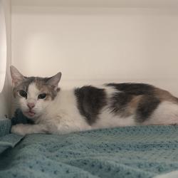 Shelter Stray Female Cat last seen , Philadelphia, PA 19140