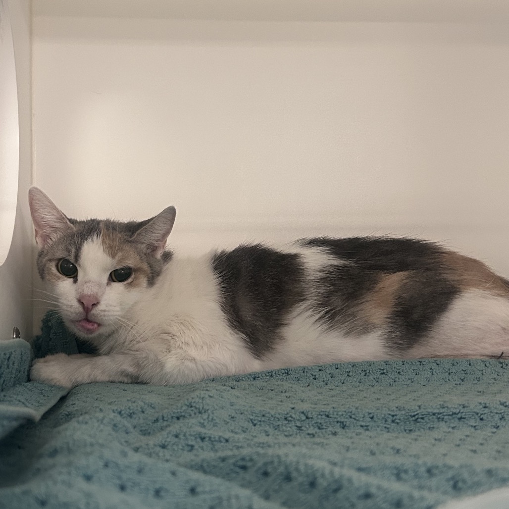 Shelter Stray Female Cat last seen , Philadelphia, PA 19140