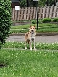 Found/Stray Unknown Dog last seen Morris & keppes , Indianapolis, IN 46222