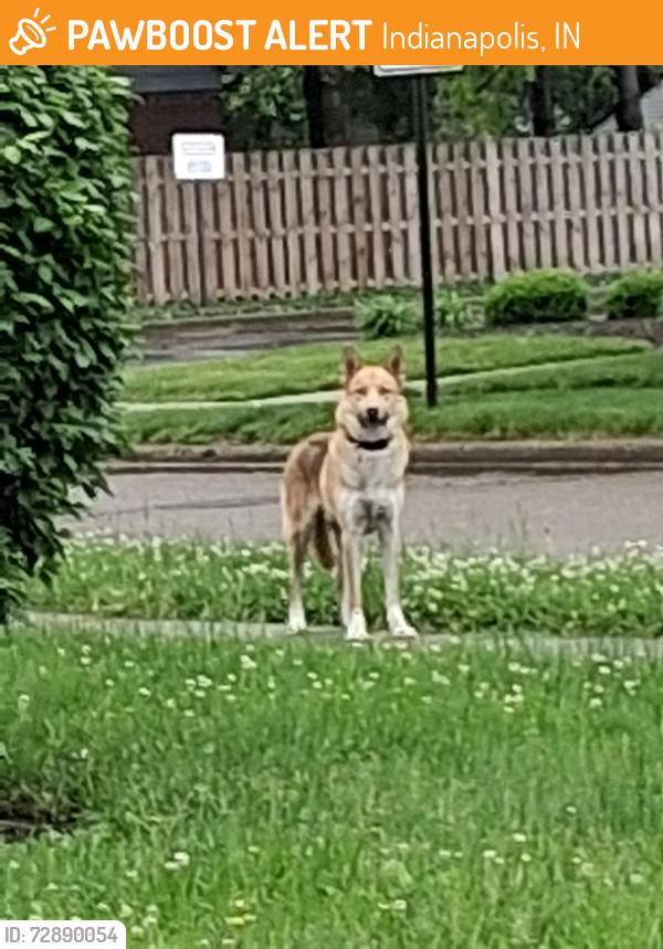 Found/Stray Unknown Dog last seen Morris & keppes , Indianapolis, IN 46222