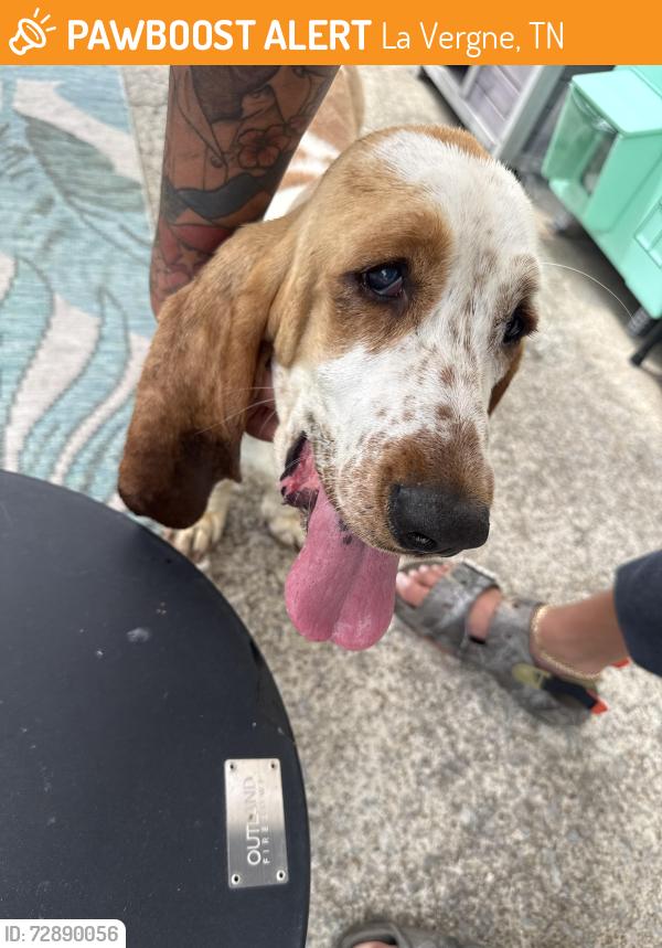 Found/Stray Female Dog last seen Nicole lane, La Vergne, TN 37086