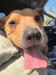 Found/Stray Male Dog last seen Elm street, Newark, CA 94560