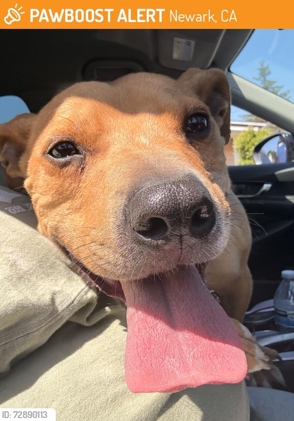 Found/Stray Male Dog last seen Elm street, Newark, CA 94560