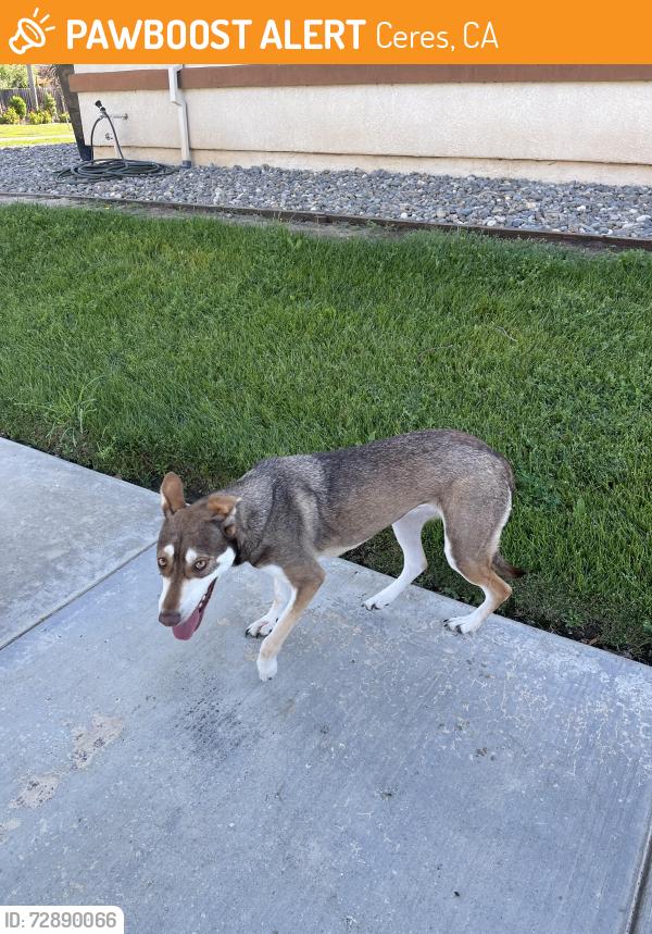 Found/Stray Female Dog last seen Guillermo Park in Ceres , Ceres, CA 95358