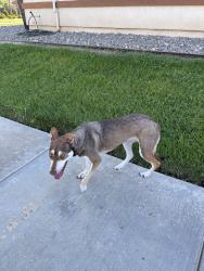 Found/Stray Female Dog last seen Guillermo Park in Ceres , Ceres, CA 95358