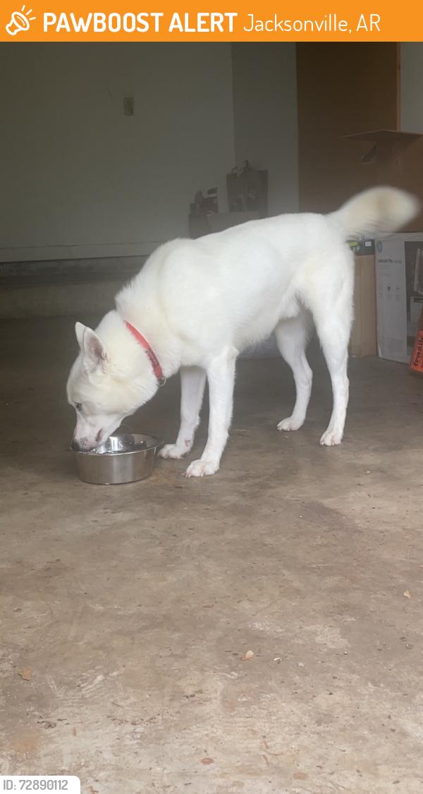 Found/Stray Male Dog last seen Briar Ridge Court, Jacksonville, AR 72076