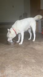 Found/Stray Male Dog last seen Briar Ridge Court, Jacksonville, AR 72076