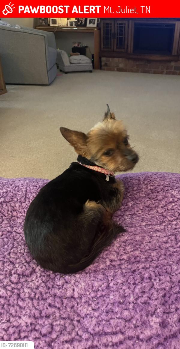 Lost Female Dog last seen Near and Stewart's Ferry Pike, Mt. Juliet, TN 37122