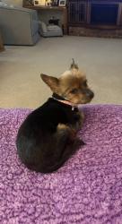 Lost Female Dog last seen Near and Stewart's Ferry Pike, Mt. Juliet, TN 37122