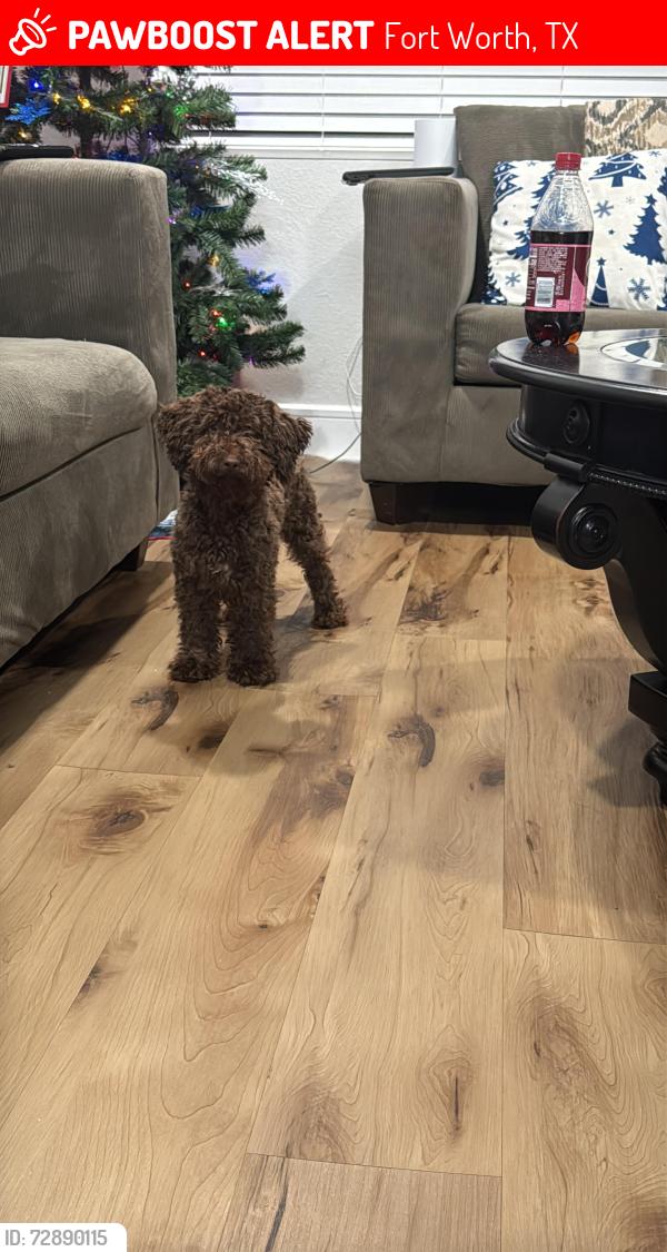 Lost Male Dog last seen Collin St., and Tallman, Fort Worth, TX 76119