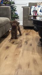 Lost Male Dog last seen Collin St., and Tallman, Fort Worth, TX 76119