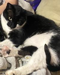 Lost Male Cat last seen Les Schwab Tire Center, Puyallup, WA 98373
