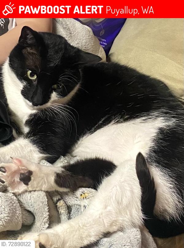 Lost Male Cat last seen Les Schwab Tire Center, Puyallup, WA 98373