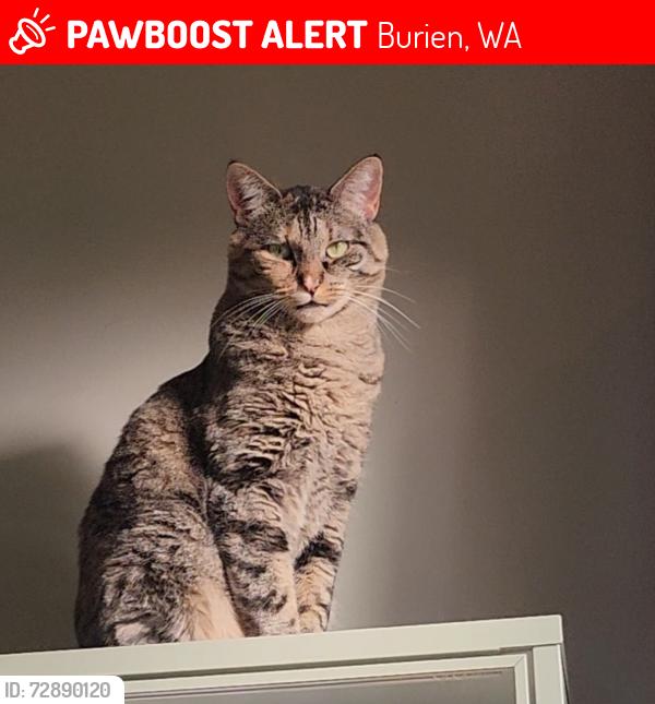 Lost Female Cat last seen 20th Ave SW & SW 159th St, Burien, WA 98166