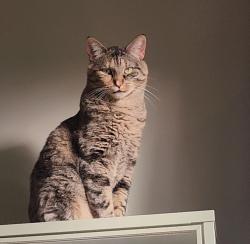 Lost Female Cat last seen 20th Ave SW & SW 159th St, Burien, WA 98166