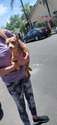 Lost Male Dog last seen Vanowen and cedros, Los Angeles, CA 91405