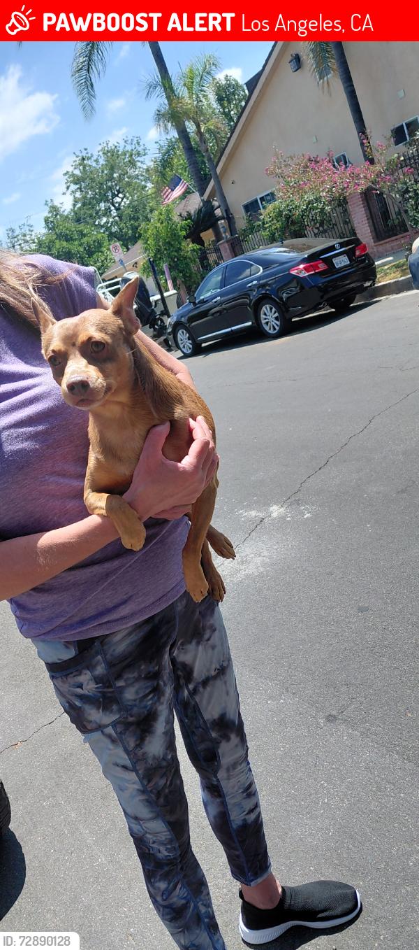 Lost Male Dog last seen Vanowen and cedros, Los Angeles, CA 91405