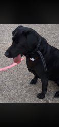 Lost Female Dog last seen Quail Hollow Subdivision, Vilonia, AR 72173