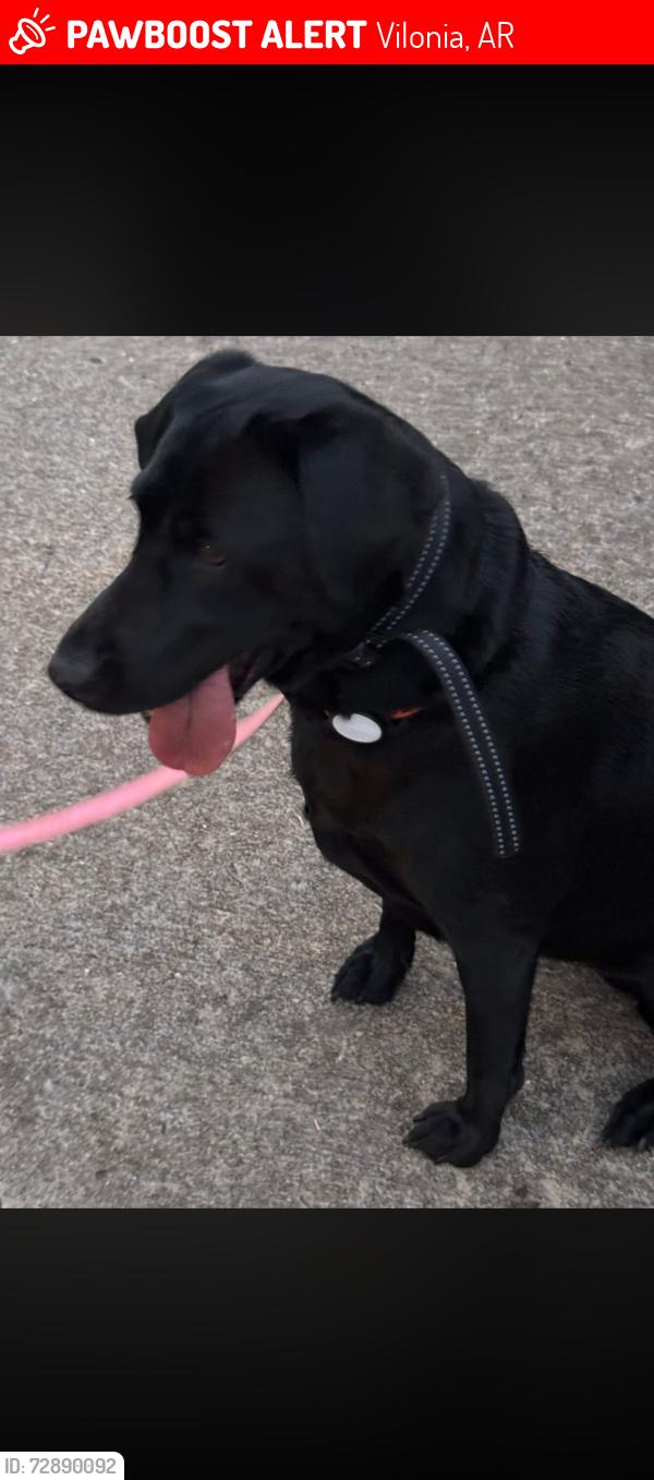 Lost Female Dog last seen Quail Hollow Subdivision, Vilonia, AR 72173