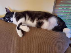 Reunited Female Cat last seen Park Lane and Queen's Lane, Fort Washington, MD 20744