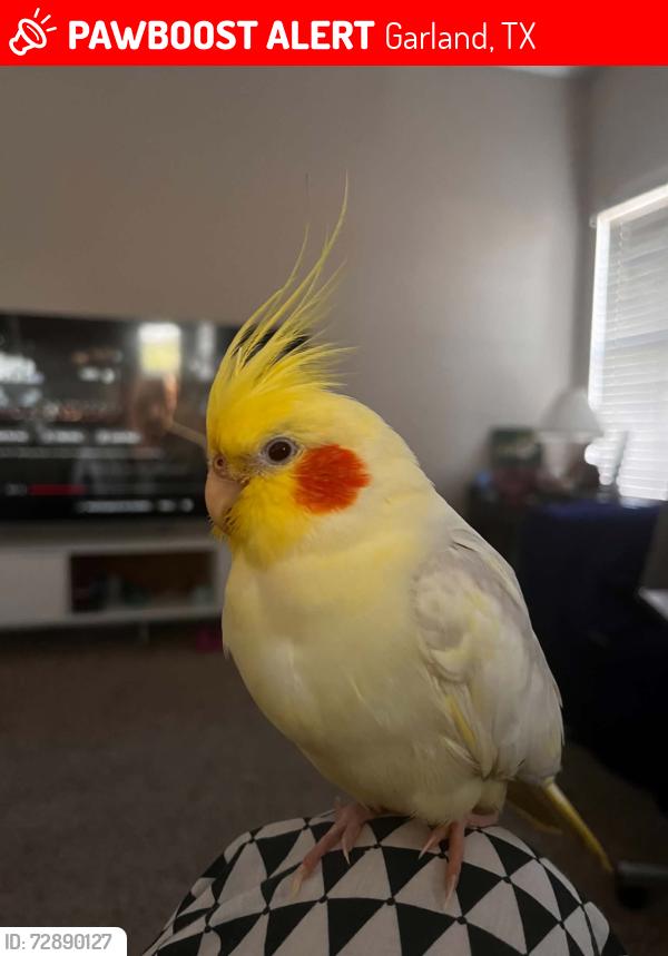 Lost Female Bird last seen Near W Campbell Rd, Garland, TX 75044, USA, Garland, TX 75044