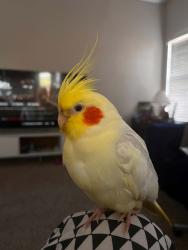Lost Female Bird last seen Near W Campbell Rd, Garland, TX 75044, USA, Garland, TX 75044
