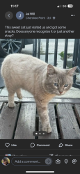 Lost Male Cat last seen Near wightman st, San Diego, CA 92104