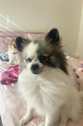 Found/Stray Male Dog last seen apmt, Palm Desert, CA 92211