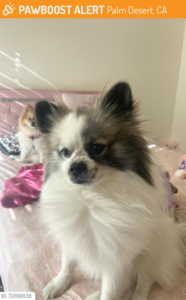Found/Stray Male Dog last seen apmt, Palm Desert, CA 92211
