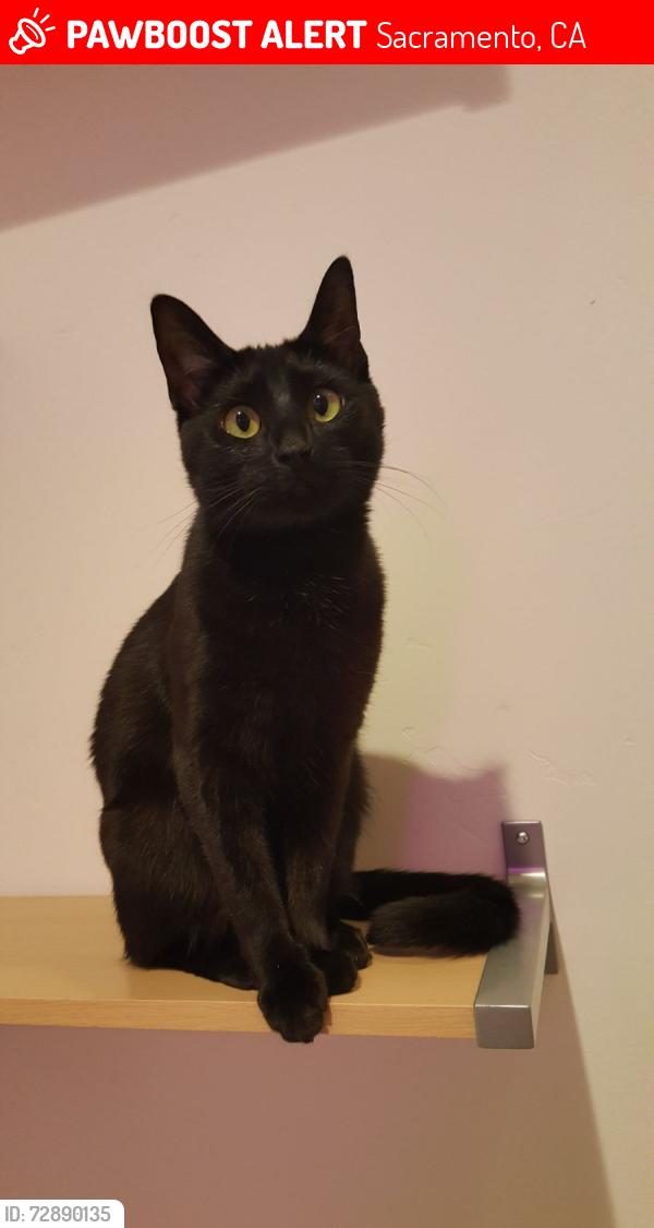 Lost Female Cat last seen Diegel Circle, Hogan Drive, Sacramento, CA 95822