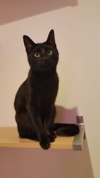Lost Female Cat last seen Diegel Circle, Hogan Drive, Sacramento, CA 95822