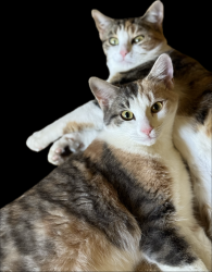 Lost Female Cat last seen Rudd Road, Vista, CA 92084