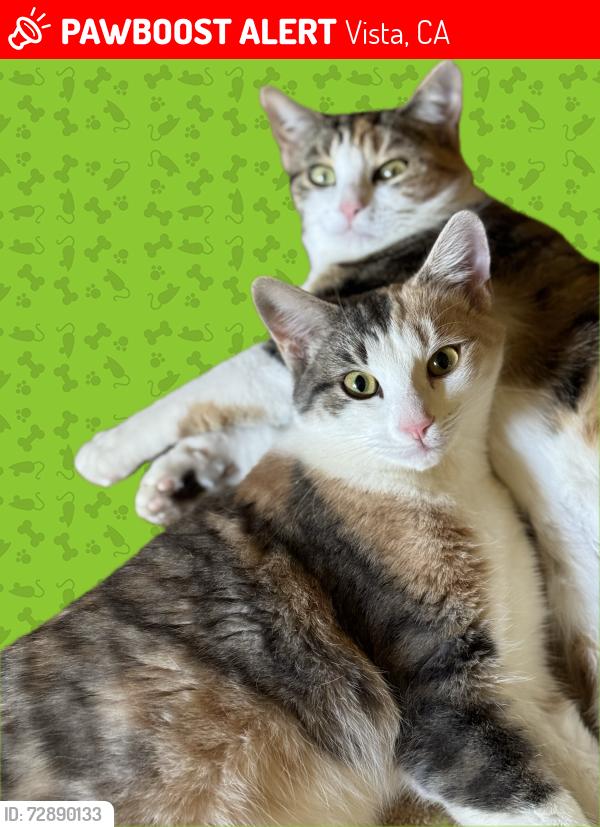 Lost Female Cat last seen Rudd Road, Vista, CA 92084