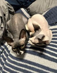 Reunited Female Cat last seen Filmore, Lakeside, FL 32073