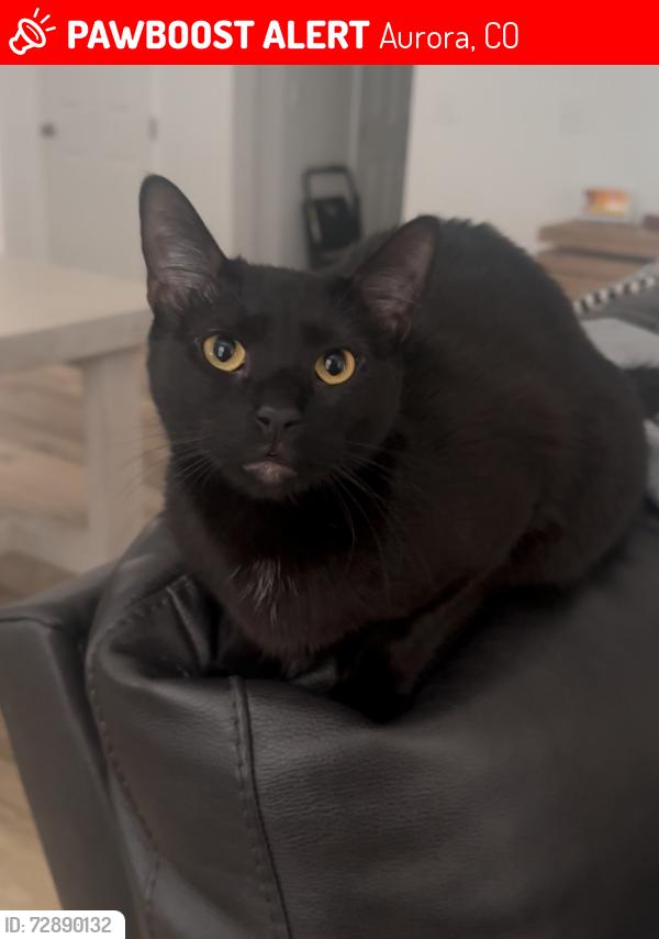 Lost Male Cat last seen Aurora highlands, Aurora, CO 80019