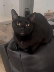 Lost Male Cat last seen Aurora highlands, Aurora, CO 80019