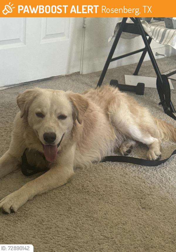 Found/Stray Male Dog last seen Brazos Town Center , Rosenberg, TX 77471