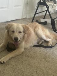 Found/Stray Male Dog last seen Brazos Town Center , Rosenberg, TX 77471