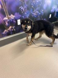 Shelter Stray Female Dog last seen 152ND AND HAYESMOUNT ROAD, Brighton, CO 80601