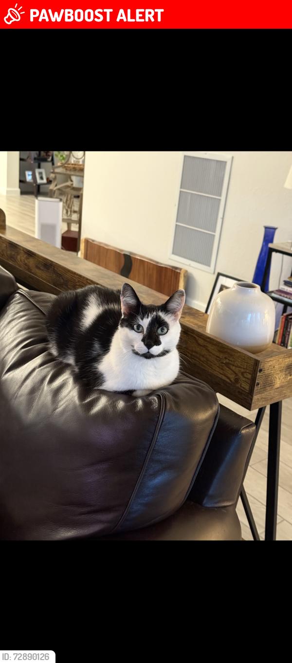 Lost Male Cat last seen Near whitcombe drive, royal palm beach florida , Royal Palm Beach, FL 33411