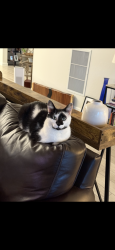 Lost Male Cat last seen Near whitcombe drive, royal palm beach florida , Royal Palm Beach, FL 33411