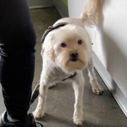 Shelter Stray Male Dog last seen , Los Angeles, CA 90047