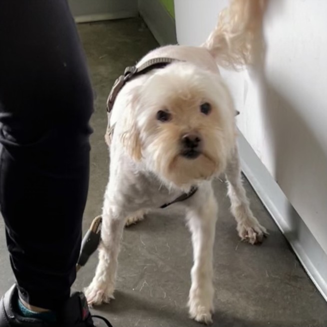Shelter Stray Male Dog last seen , Los Angeles, CA 90047