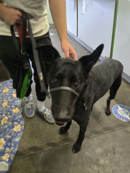 Shelter Stray Male Dog last seen , Los Angeles, CA 90047