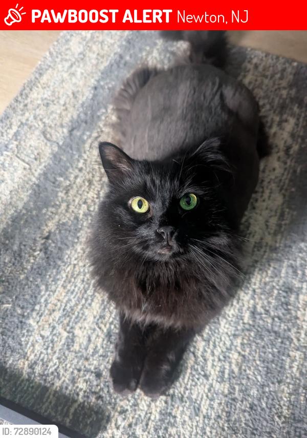 Lost Male Cat last seen Swartswood Rd apmts by College, Newton, NJ 07860