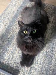 Lost Male Cat last seen Swartswood Rd apmts by College, Newton, NJ 07860