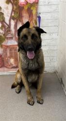 Shelter Stray Male Dog last seen HOME AVE X PERRIS ST, San Bernardino, CA 92401