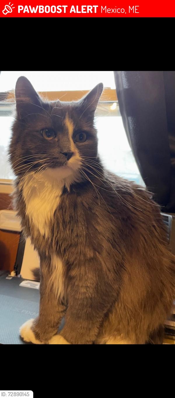 Lost Male Cat last seen Near middle ave Mexico Maine, Mexico, ME 04257