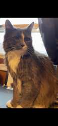 Lost Male Cat last seen Near middle ave Mexico Maine, Mexico, ME 04257